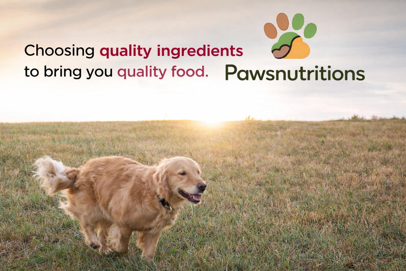 Why You Should Choose Diamond Naturals for Your Dog 